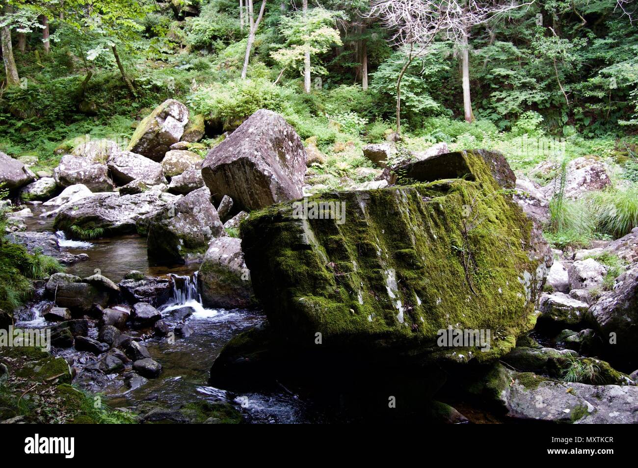 Akame 48 Waterfalls: Mysterious scenery with giant trees & huge moss covered rock formations, untouched nature, lush green vegetation, cascading water Stock Photo