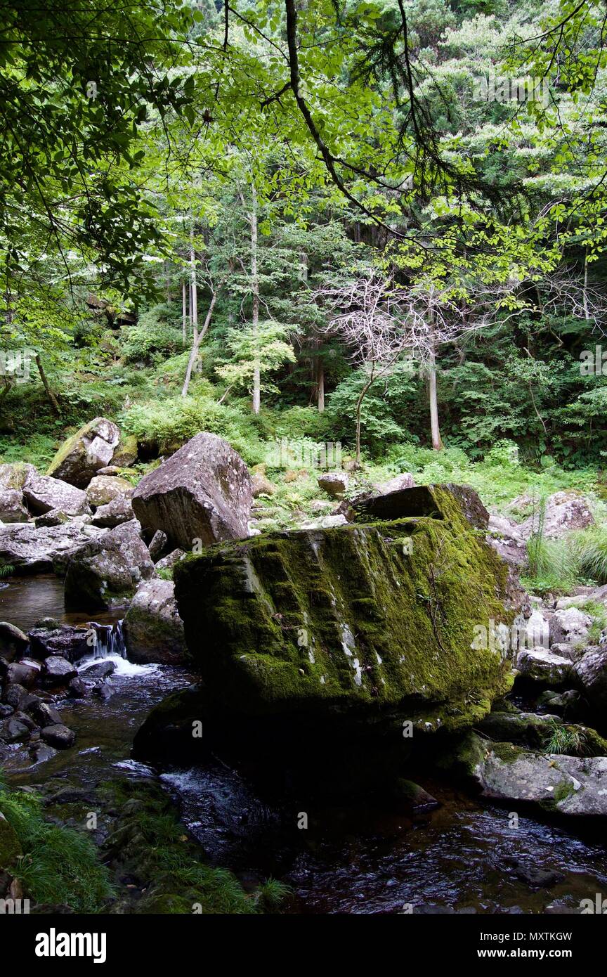 Akame 48 Waterfalls: Mysterious scenery with giant trees & huge moss covered rock formations, untouched nature, lush green vegetation, cascading water Stock Photo