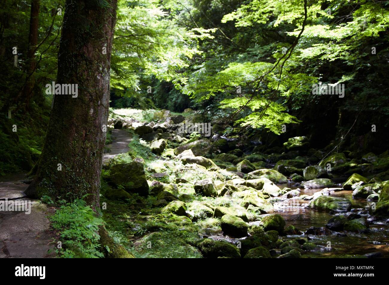 Akame 48 Waterfalls: Mysterious scenery with giant trees & huge moss covered rock formations, untouched nature, lush green vegetation, cascading water Stock Photo