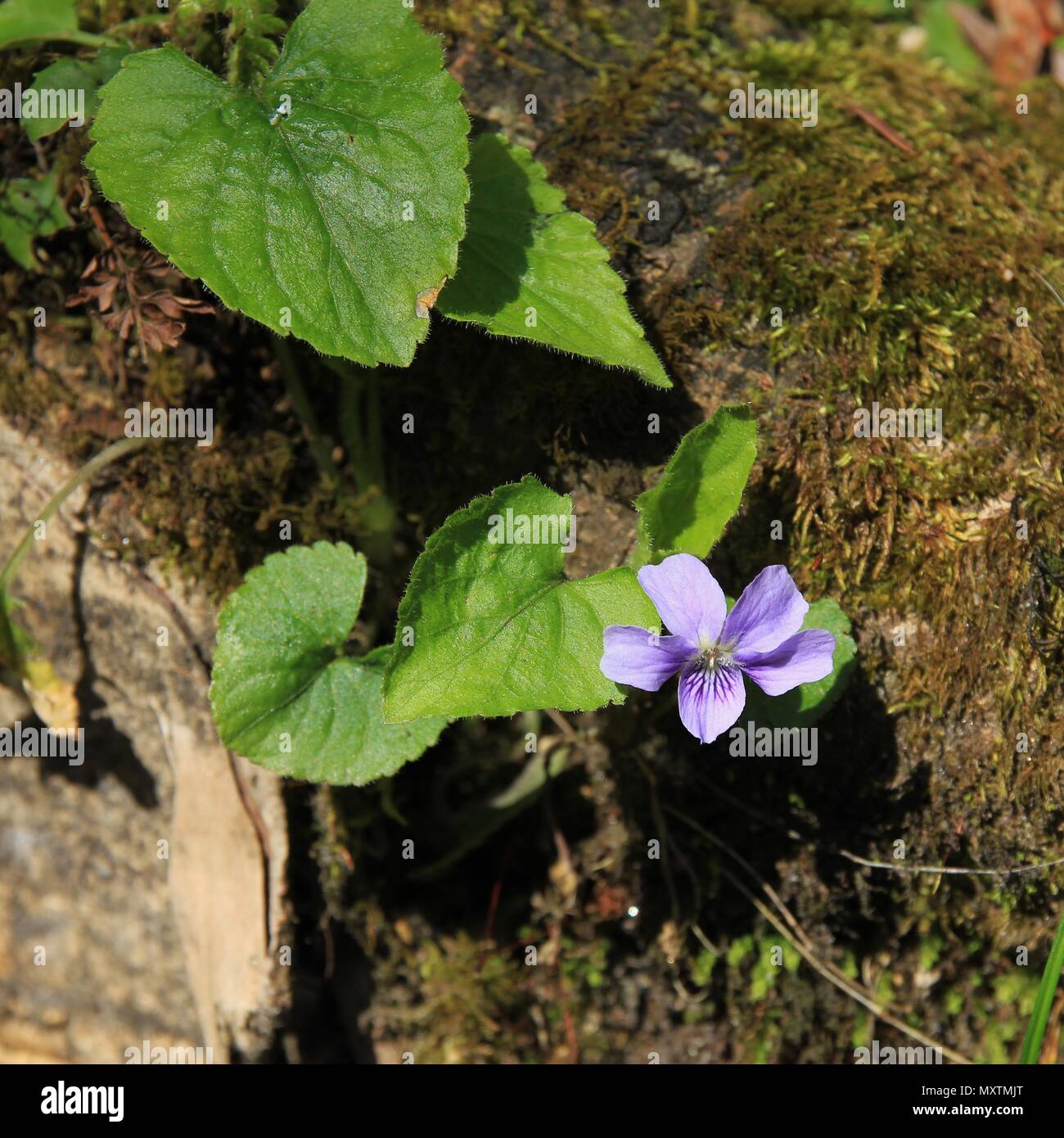 Purple liver flowers growing in the forests of Nepal. Spring scene. Stock Photo