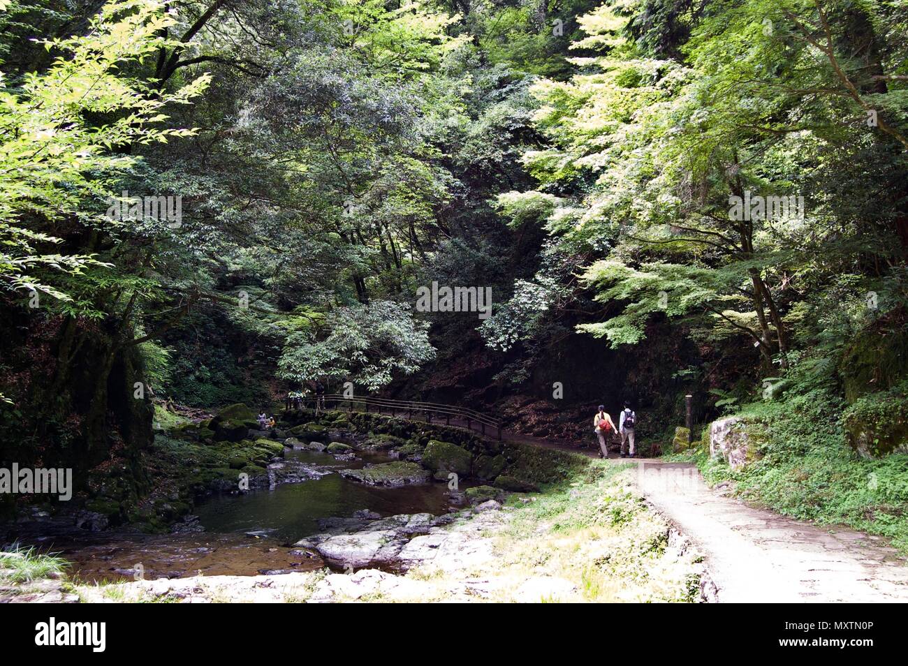 Akame 48 Waterfalls: Mysterious hiking trail through giant trees, mossy rock formations, untouched nature & lush vegetation leading to cascading falls Stock Photo