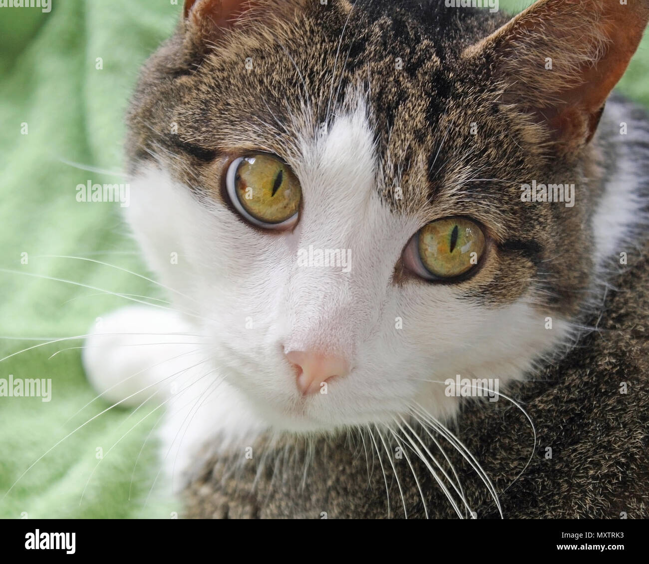 Close up of a domestic short haired cat.  Big bright hazel colored eyes, soft pink nose and white face and whiskers Stock Photo