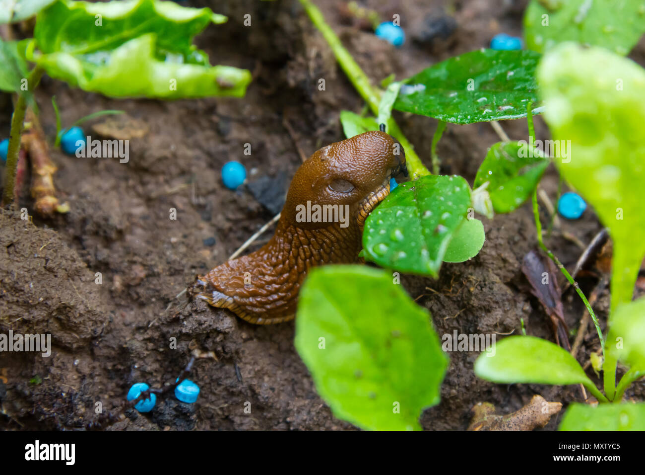 Macro of a slug eating snail grain in a garden bed Stock Photo