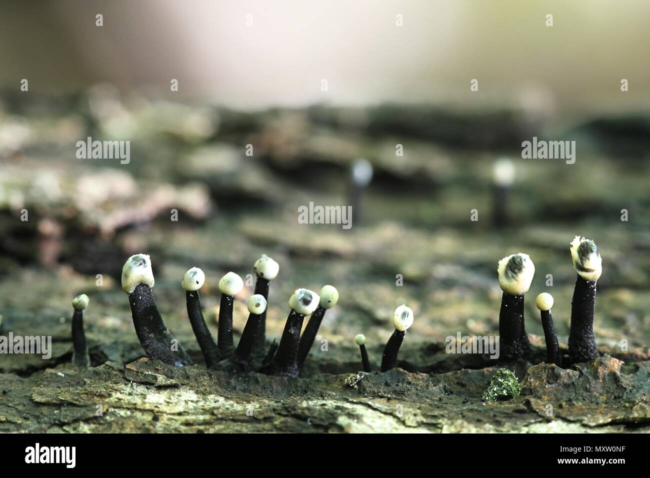 Tilia fungus, Holwaya mucida. This is the asexual reproductive stage ...