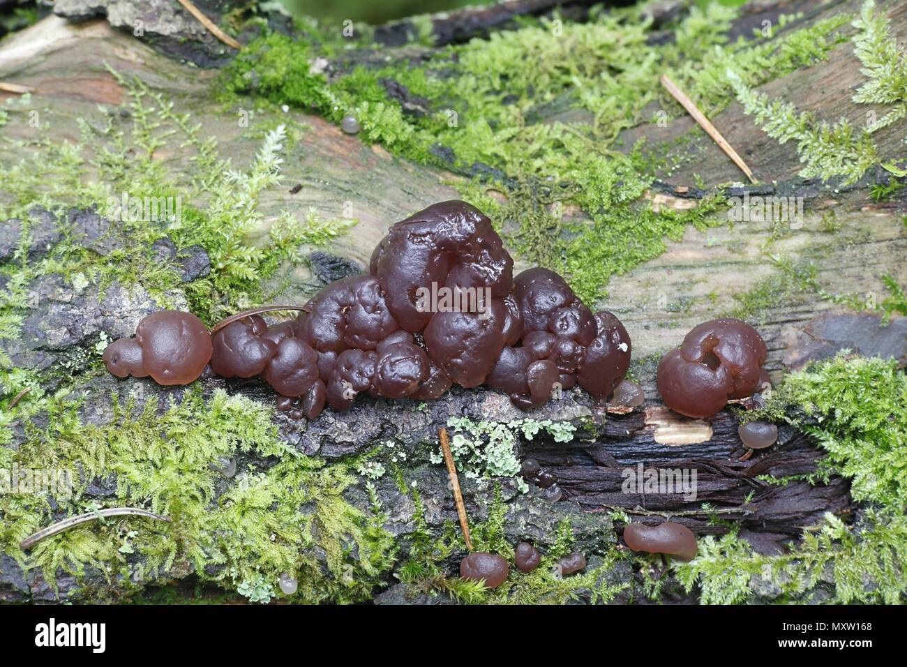 Jelly fungus, Ascotremella, faginea, growing on oak stump Stock Photo