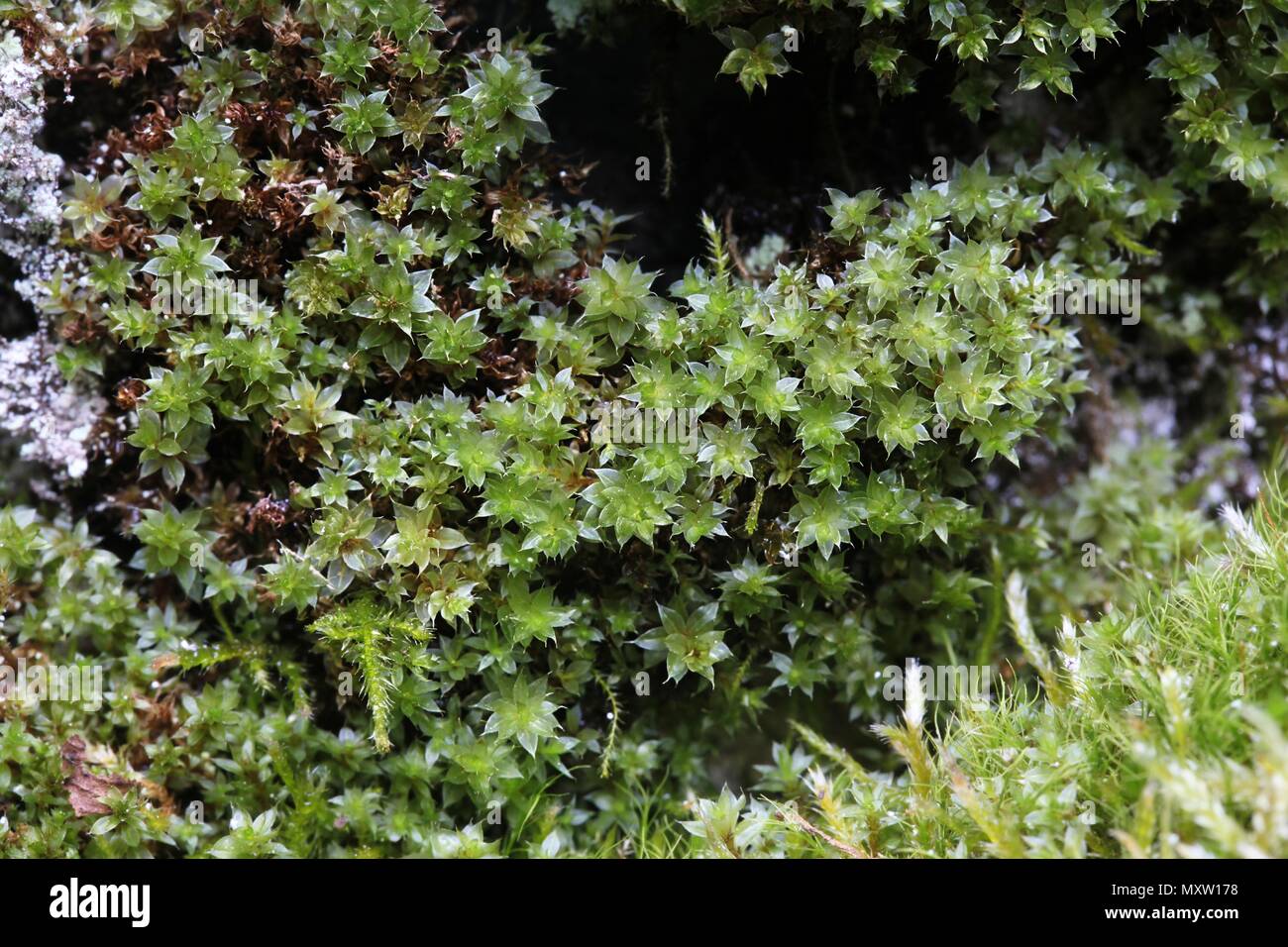 Capillary Thread-moss, Bryum capillare Stock Photo