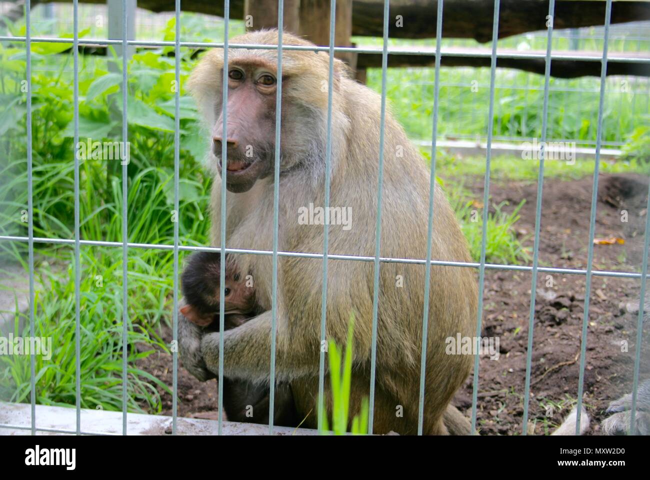 Mother of baboon hugging and feeding her son in a cage Stock Photo
