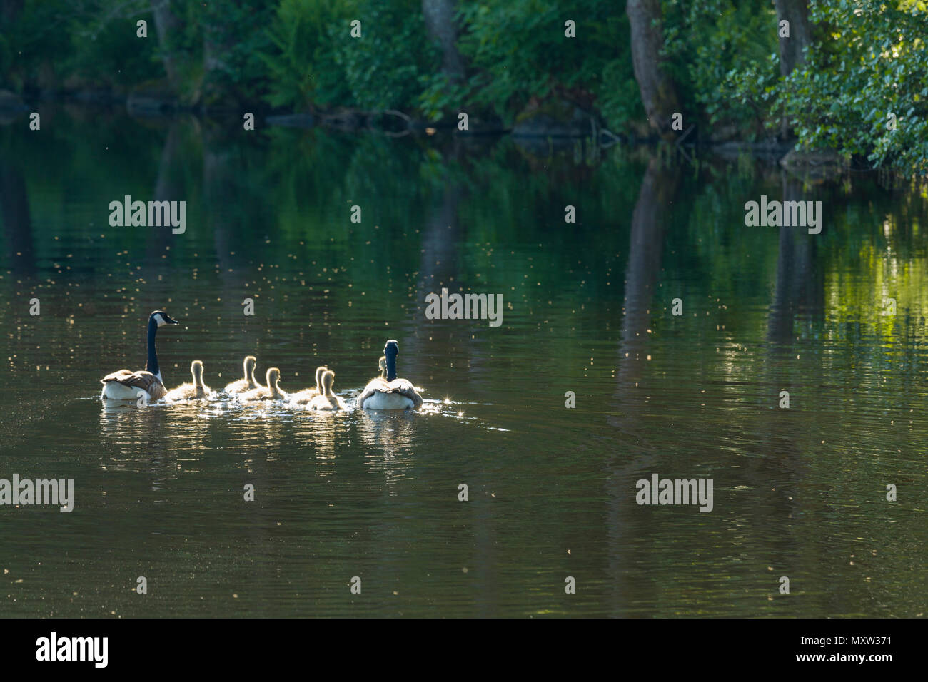Rear view of Canada goose (Branta canadensis) family with goslings swimming away on Lake Sävelången, Sweden Stock Photo