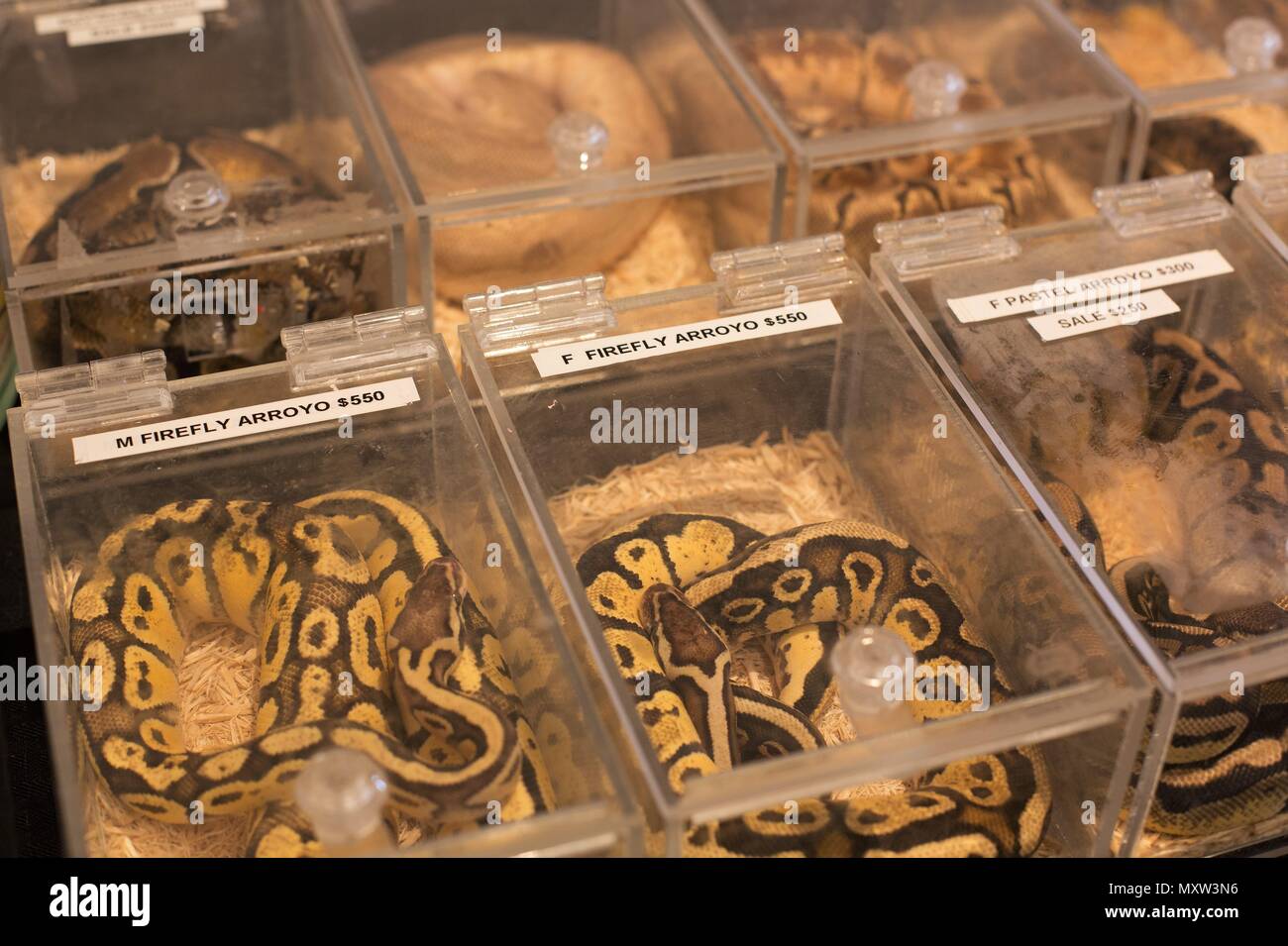 Snakes in small plastic containers, on display at an exotic reptiles