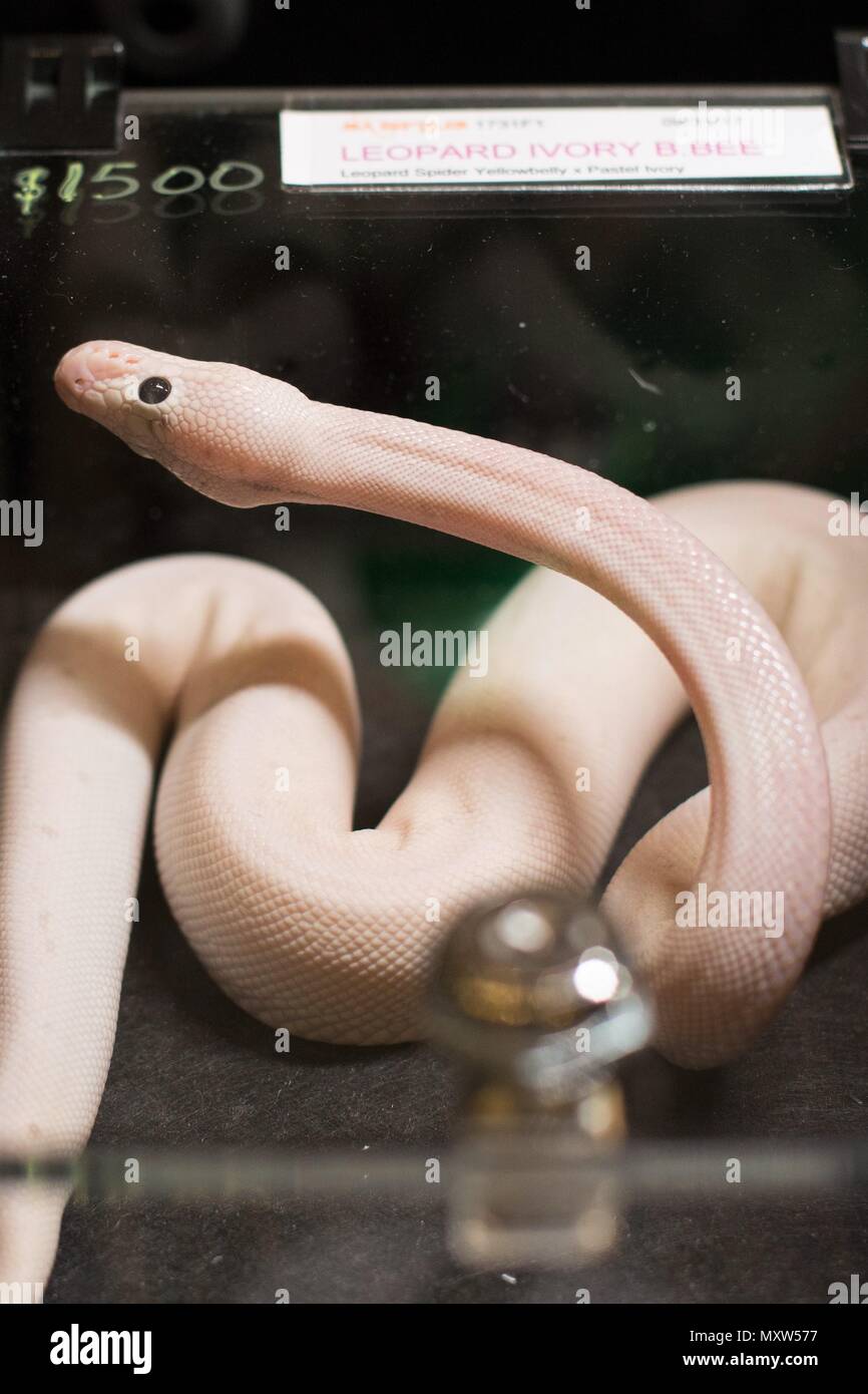 Exotic snakes on display in small black containers at an exotic