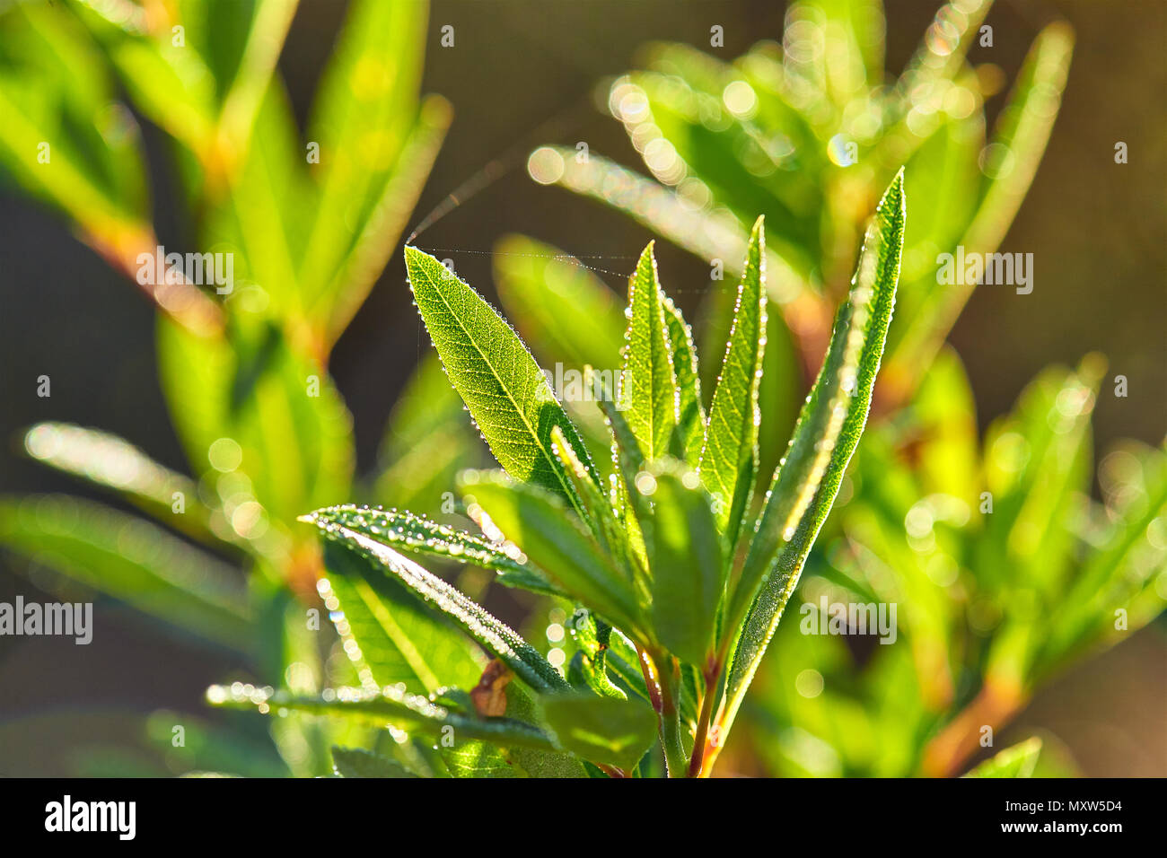 Leucadendron pubescens Fynbos in morning dew Stock Photo