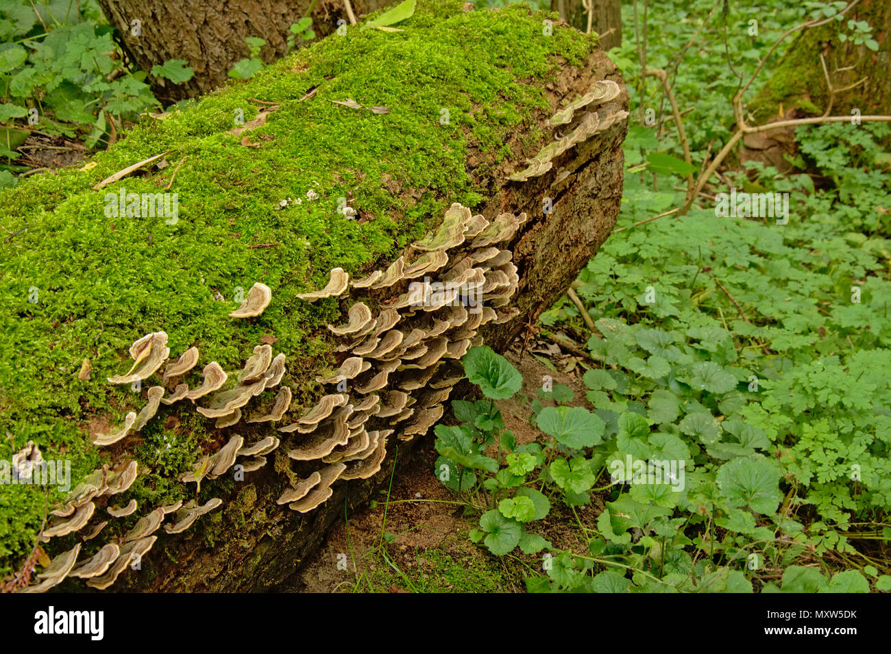 Shelf mushrooms and moss growing on the trunk of a fallen tree in the
