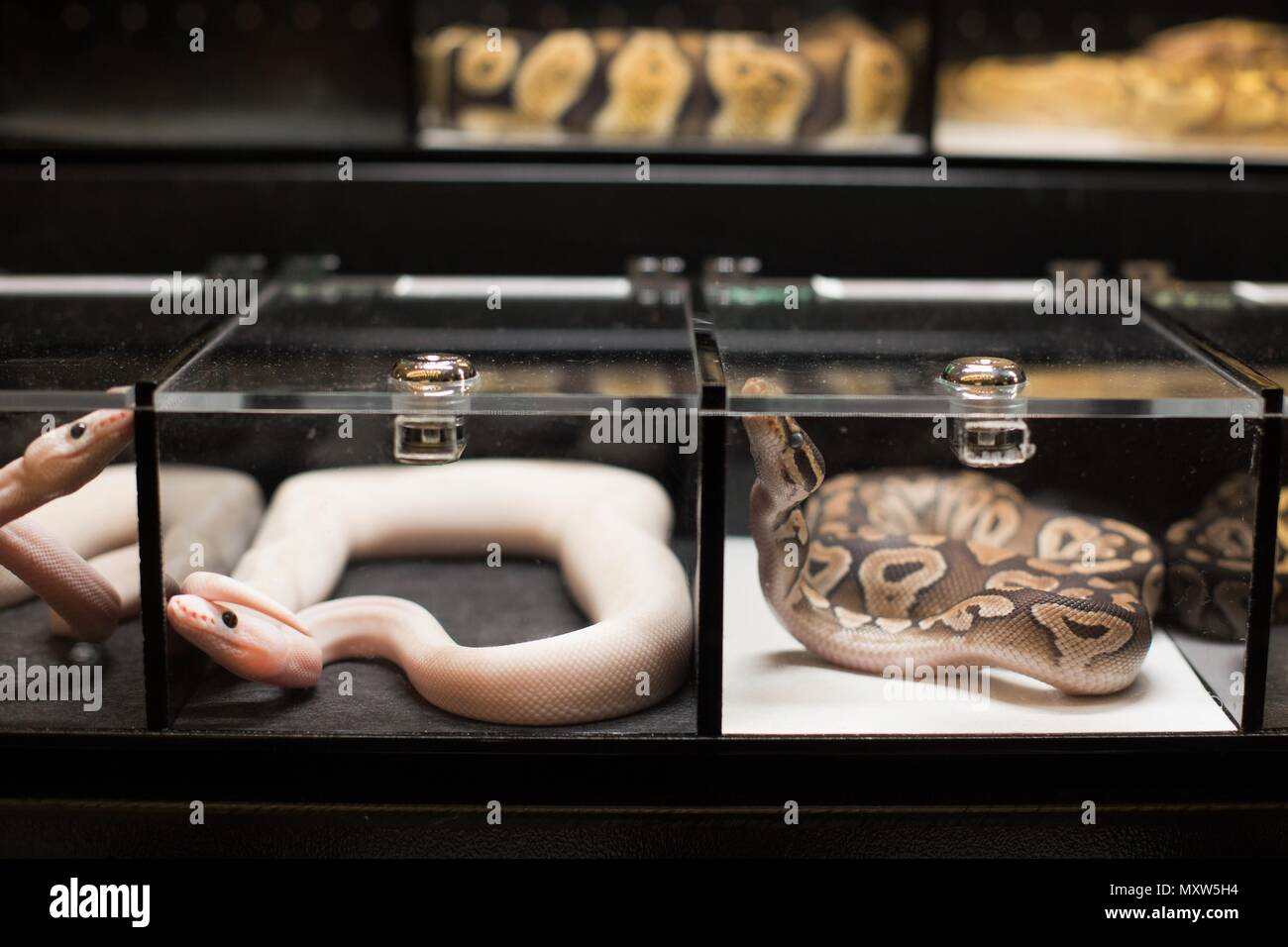 Exotic snakes on display in small black containers at an exotic