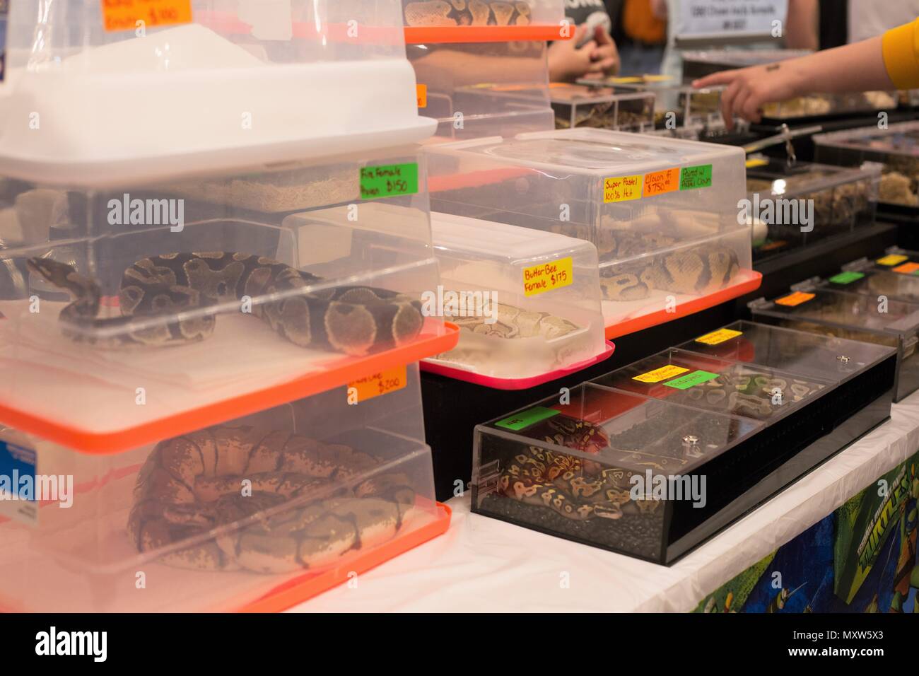 Reptiles For Sale High Resolution Stock Photography and Images Alamy