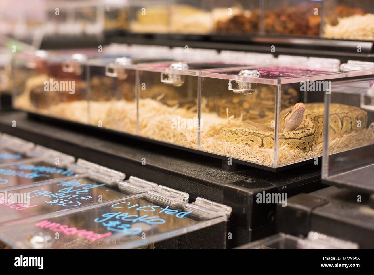 Rows of snakes and other reptiles in small containers, on display at an