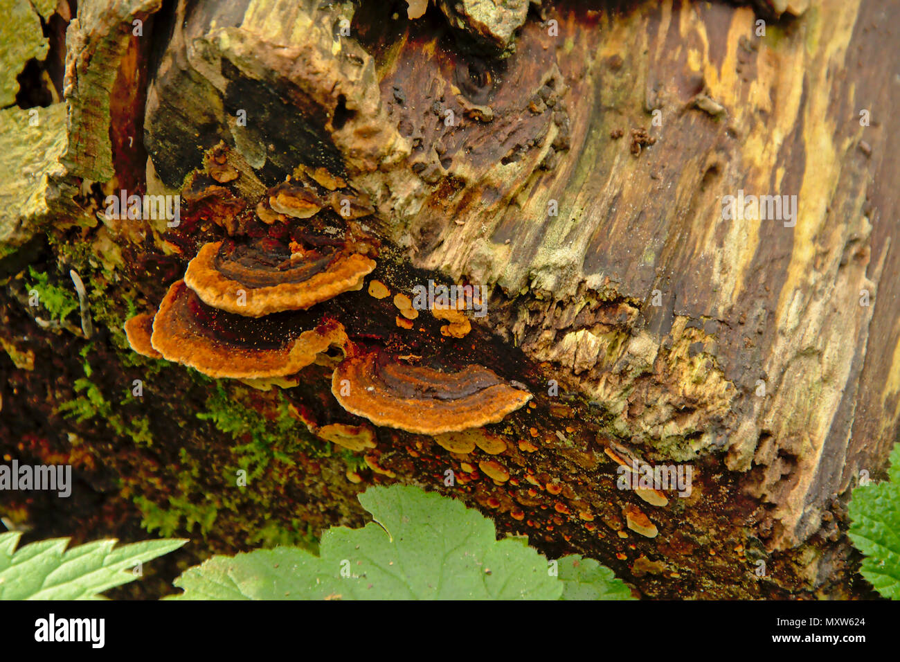 trunk with shelf mushrooms growing on the side- Polypores Stock Photo