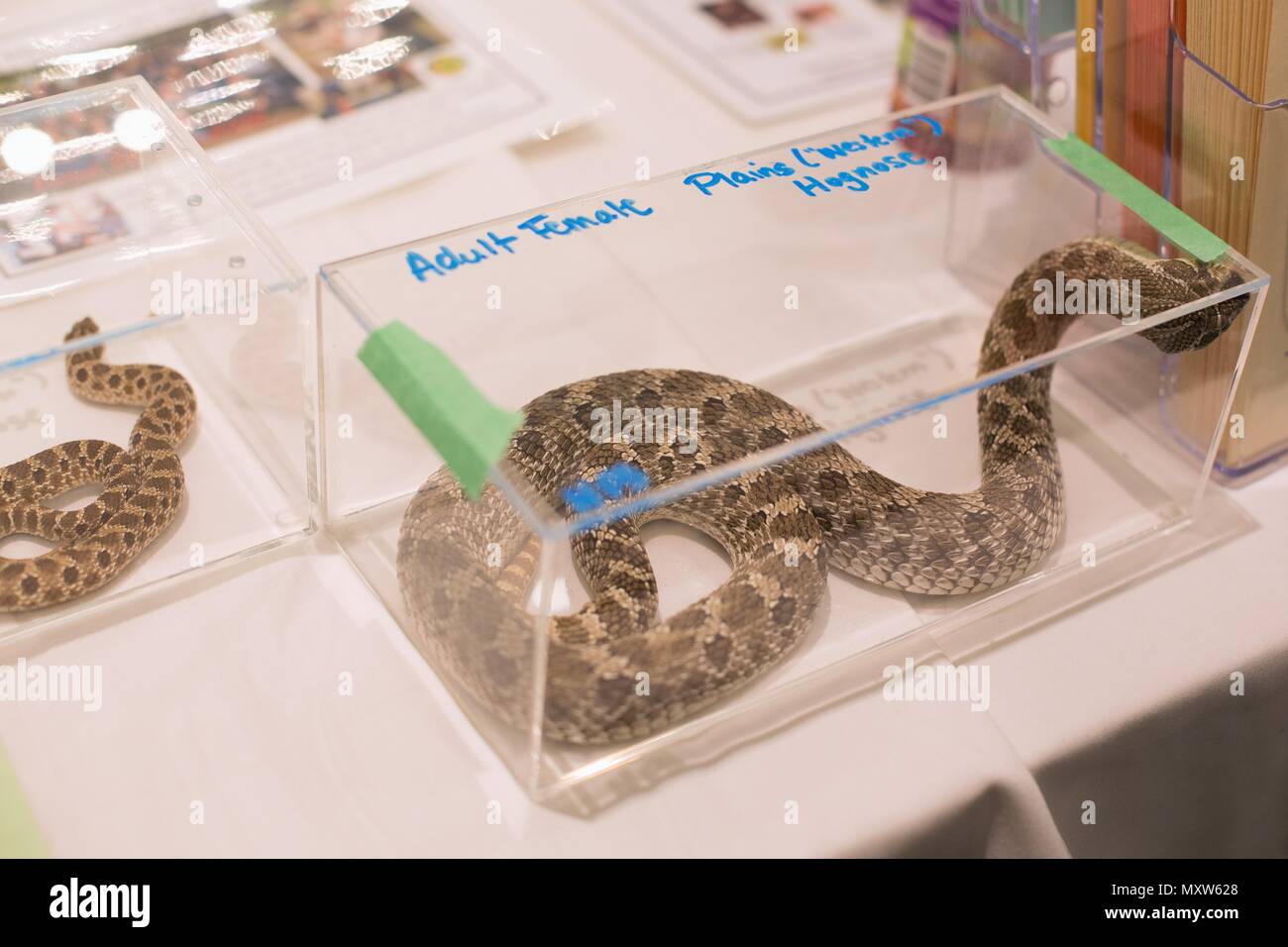 An adult female plains western hognose snake, on display at an exotic reptiles show. Stock Photo