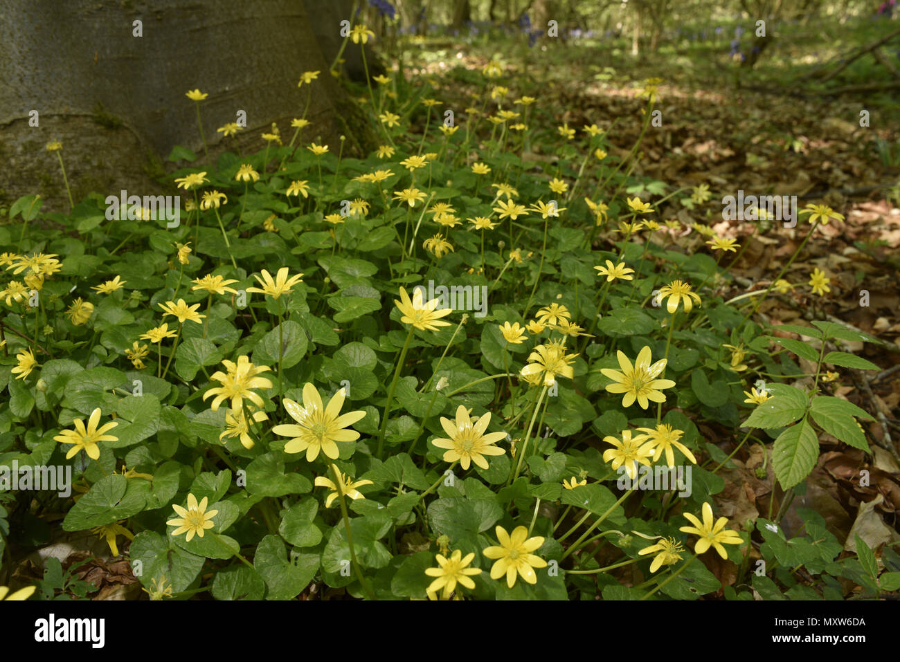 Lesser Celandine - Ranunculus ficaria Stock Photo