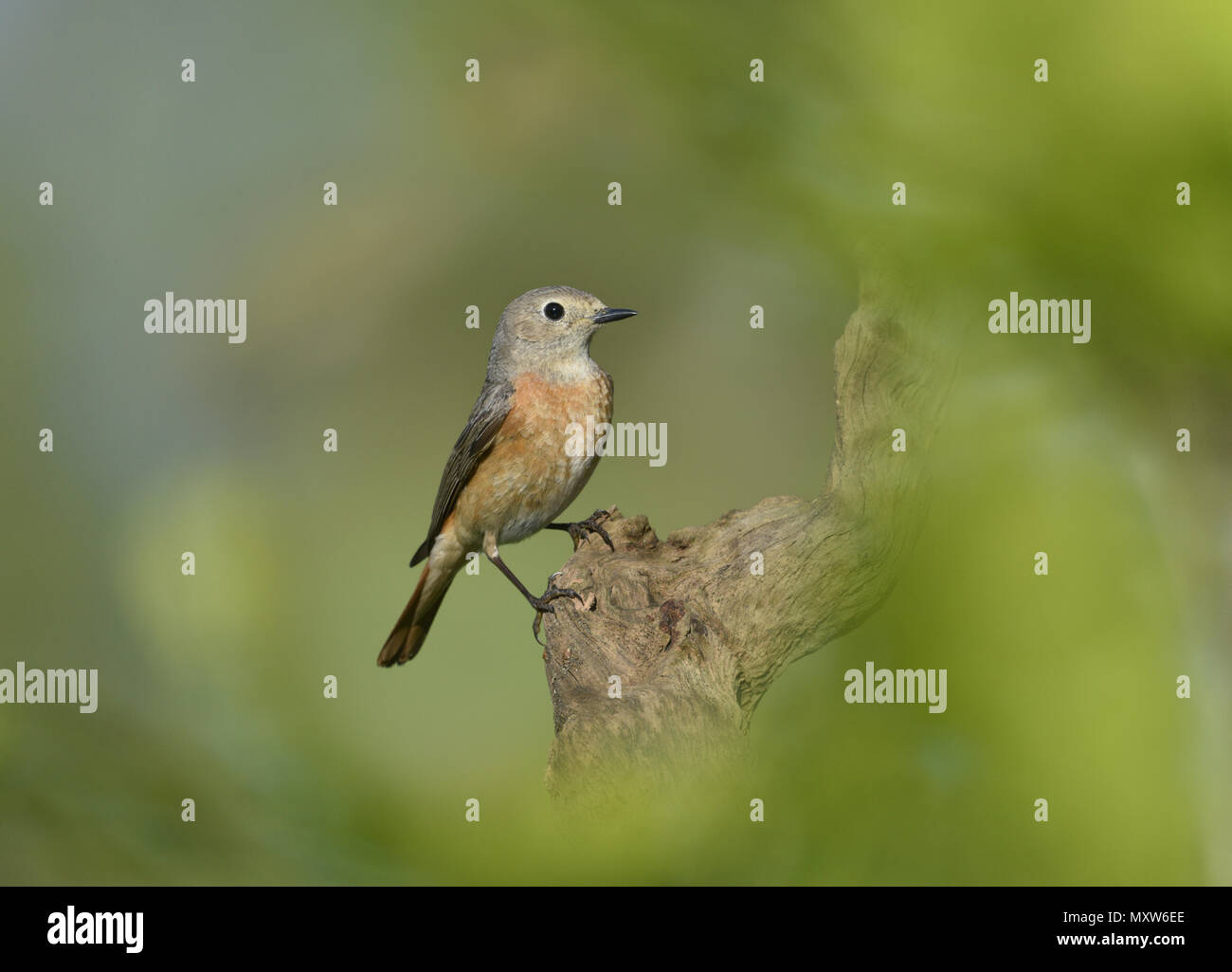 Common Redstart - Phoenicurus phoenicurus - female Stock Photo