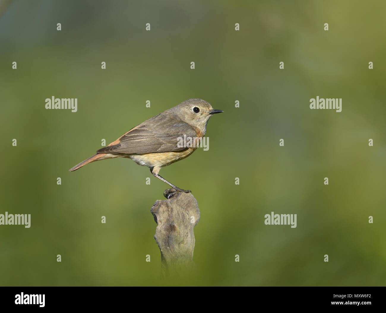 Common Redstart - Phoenicurus phoenicurus -  female Stock Photo