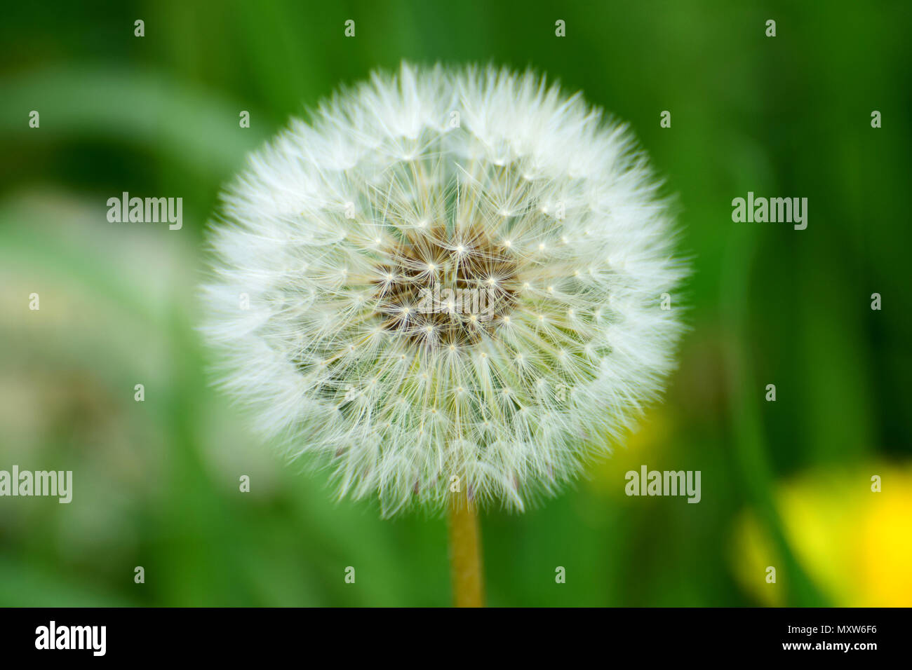 Dandelion close hi-res stock photography and images - Alamy