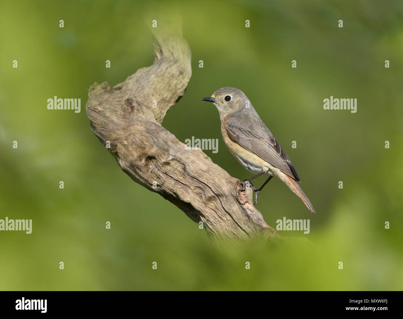 Common Redstart - Phoenicurus phoenicurus female Stock Photo