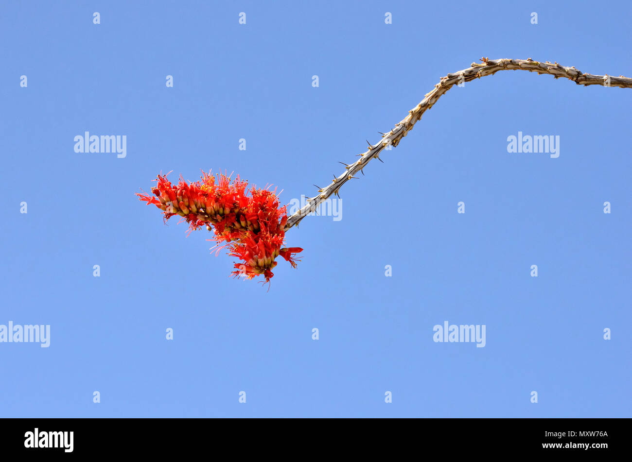 Ocotillo Bloom, Glorietta Canyon, AnzaBorrego Desert State Park, CA, USA 120328 70728 Stock