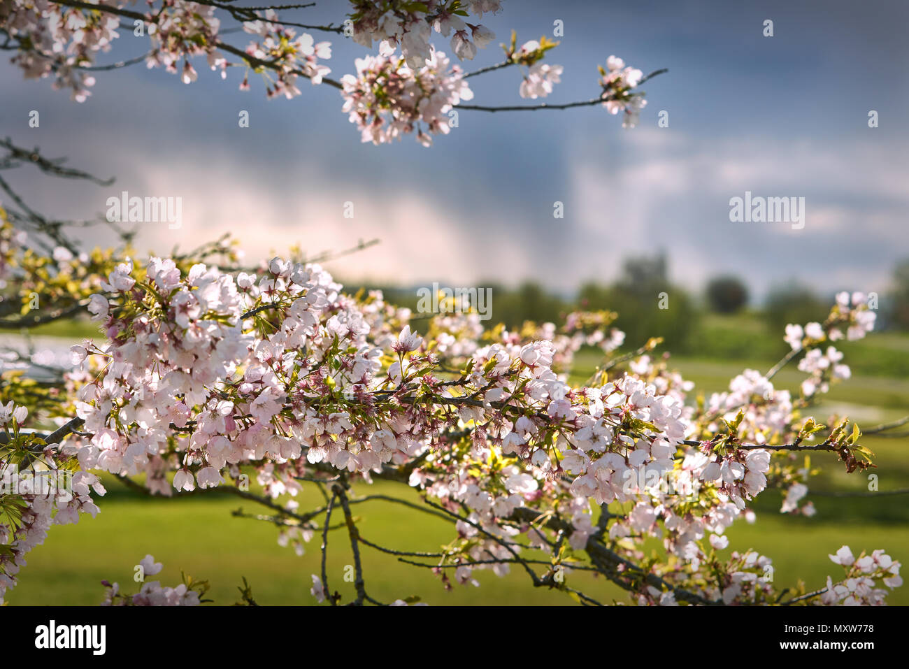 Garry Point Cherry Blossoms  Cherry blossoms in Richmond BC with the dark sky in the background. Stock Photo