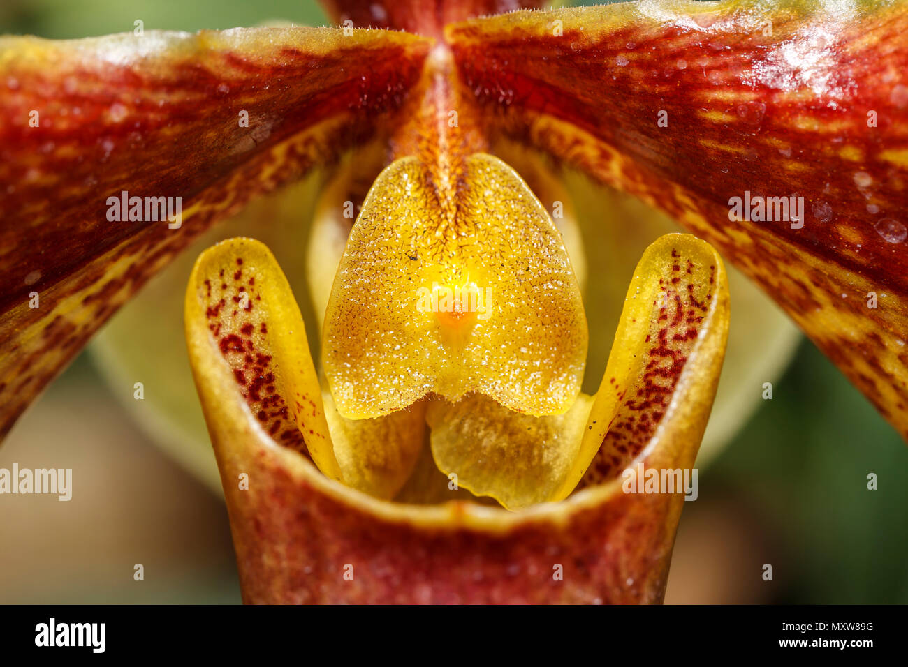 A close up of a Bartley Schwarz flower, miltonidium, at Manito Park in Spokane, Washington. Stock Photo