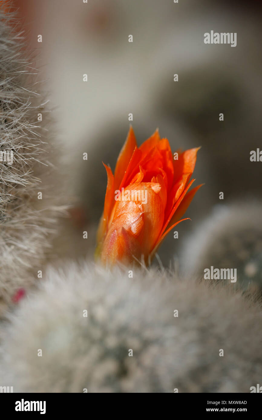 The orange flower of the peanut cactus, echinopsis chamaecereus, inside the arboretum at Manito