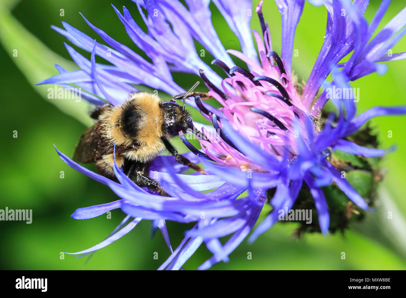 Honey bee on Montana cornflower at Manito Park in Spokane, Washington. Stock Photo