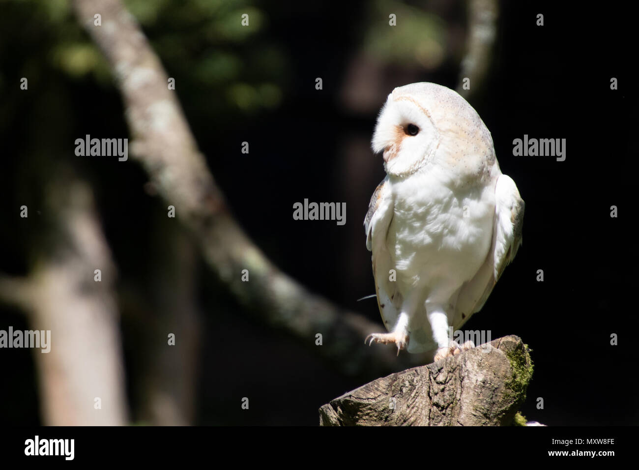 White barn owl (Tytonidae family). one of the two families of owls. Stock Photo