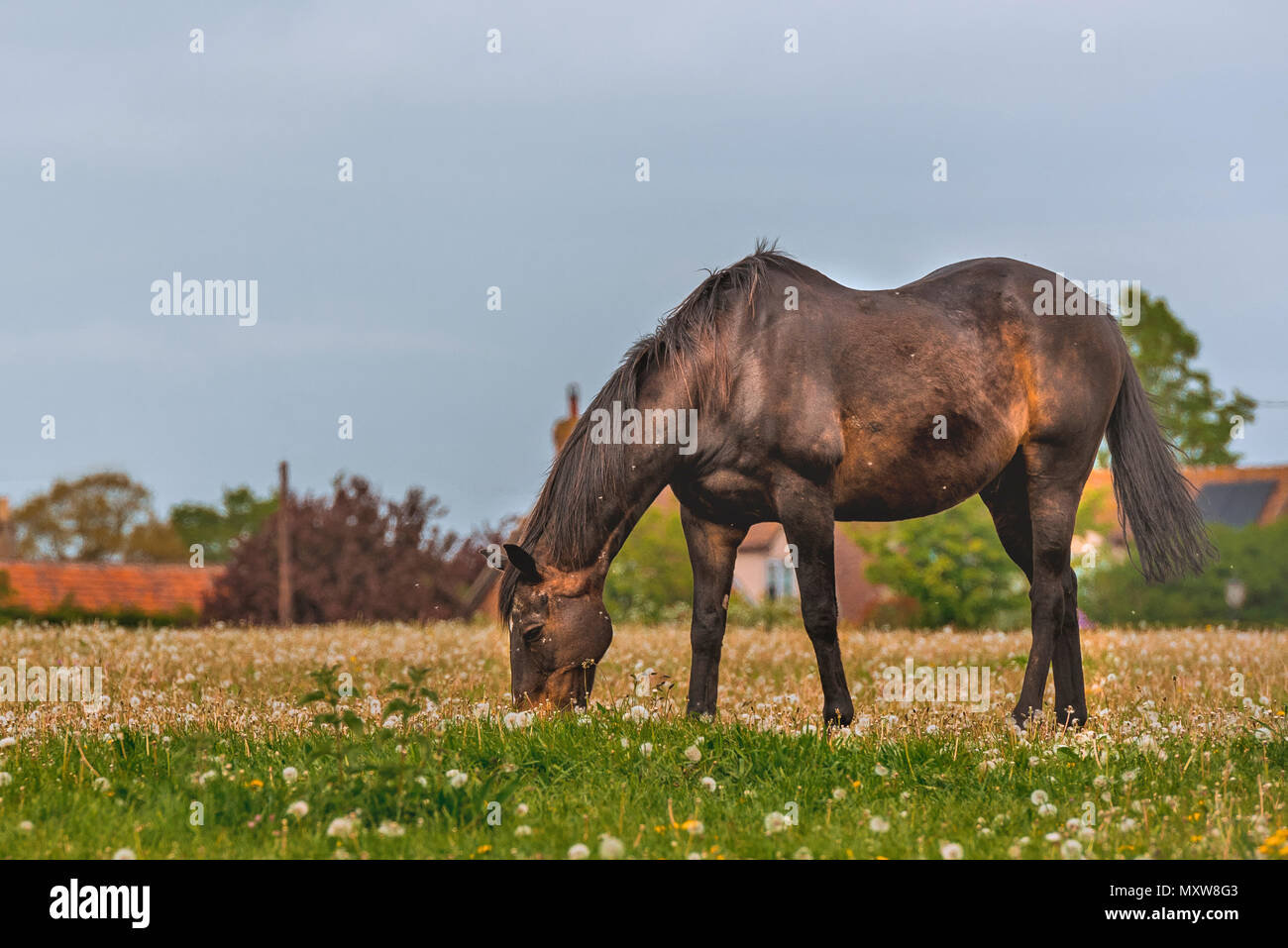 Suffolk Rural Equine Agricultural life with horses hi-res stock photography and images - Alamy