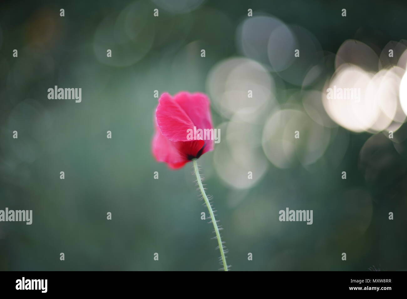 red poppy in the field Stock Photo - Alamy