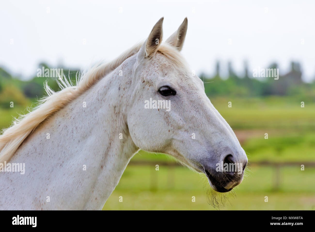 Horses in Suffolk, England Stock Photo