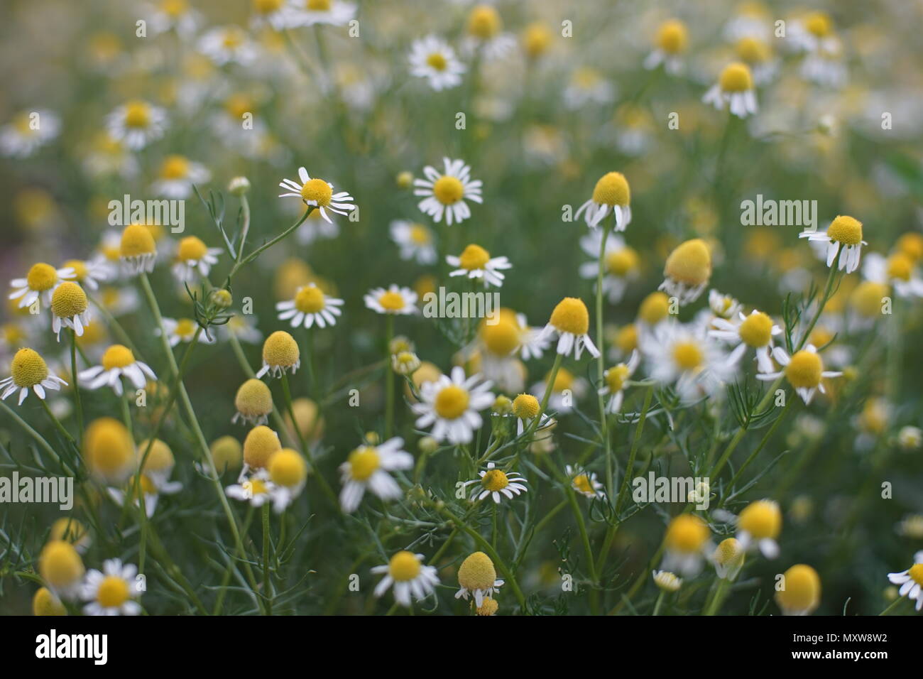 Chamomile field hi-res stock photography and images - Alamy