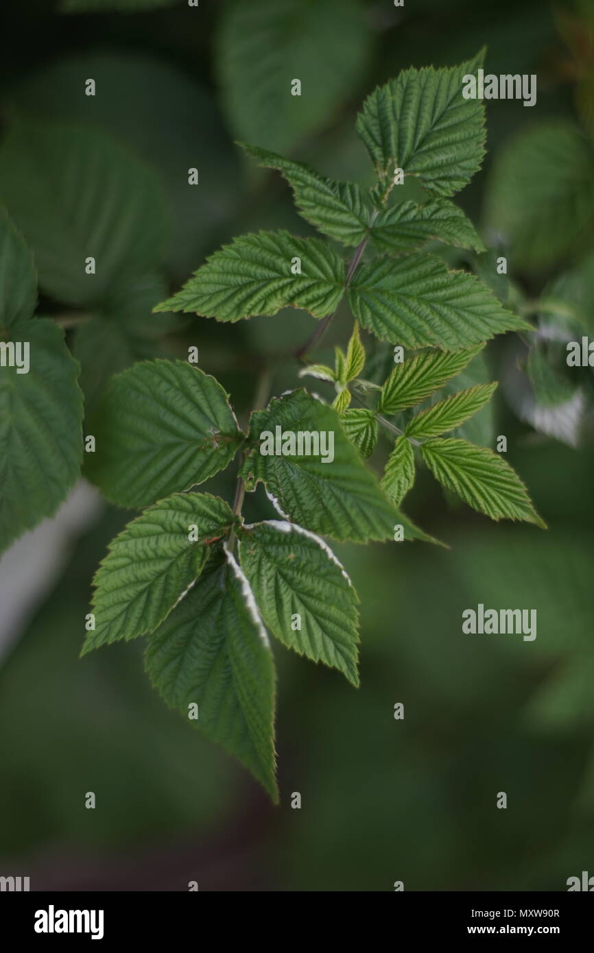 leaves of raspberry bush Stock Photo