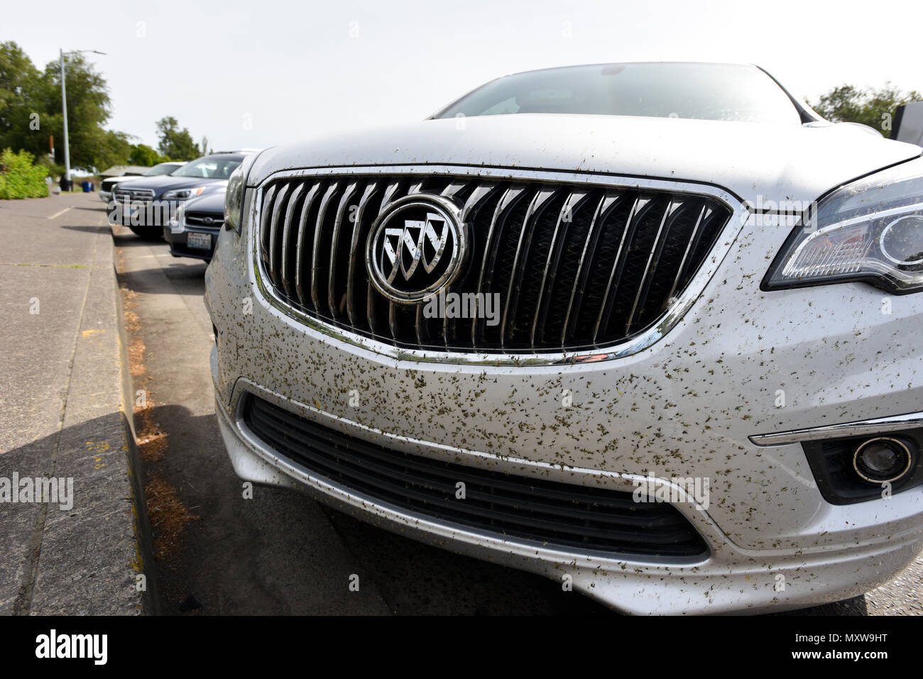Car front bumper with an abundance of bugs splattered on it. Stock Photo