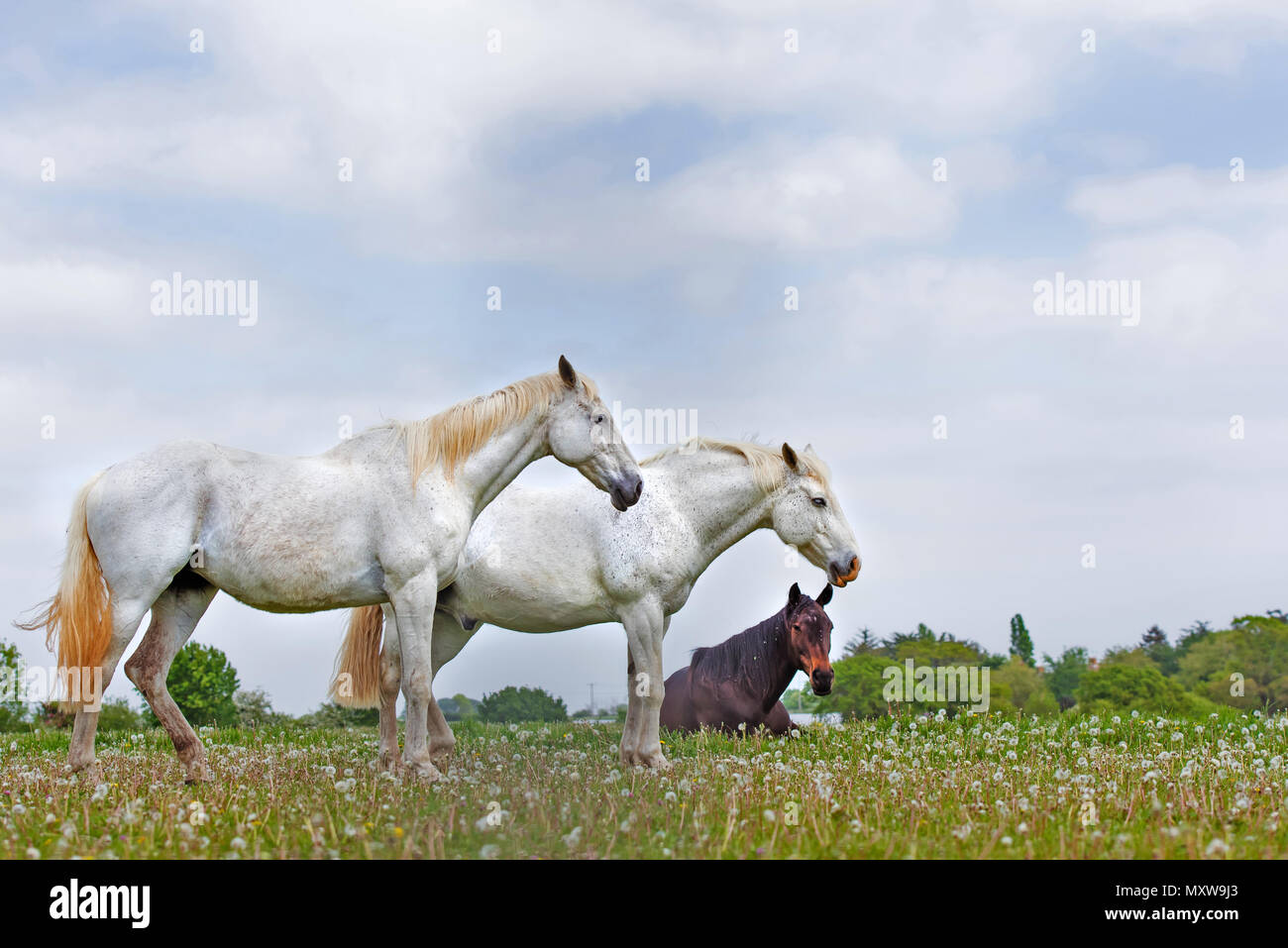 Horses in Suffolk, England Stock Photo