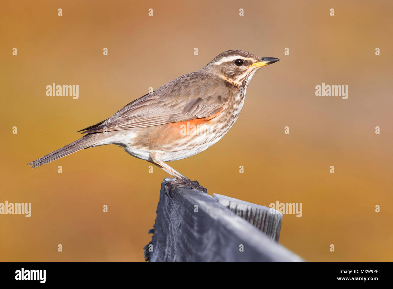 Redwing (Turdus iliacus coburni), adult perched on a piece of wood with golden background Stock Photo