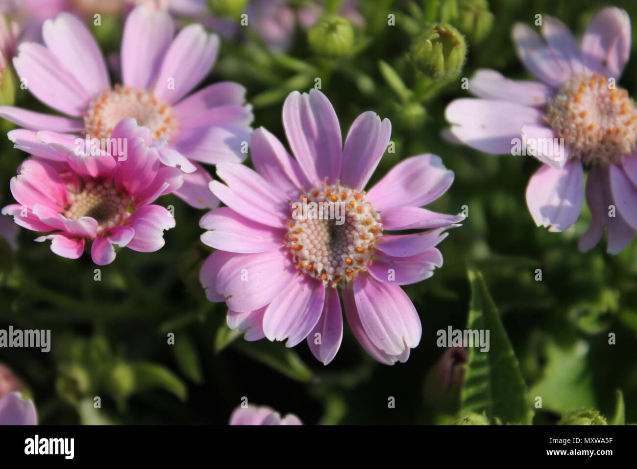 Baby Pink Flowers Stock Photo Alamy