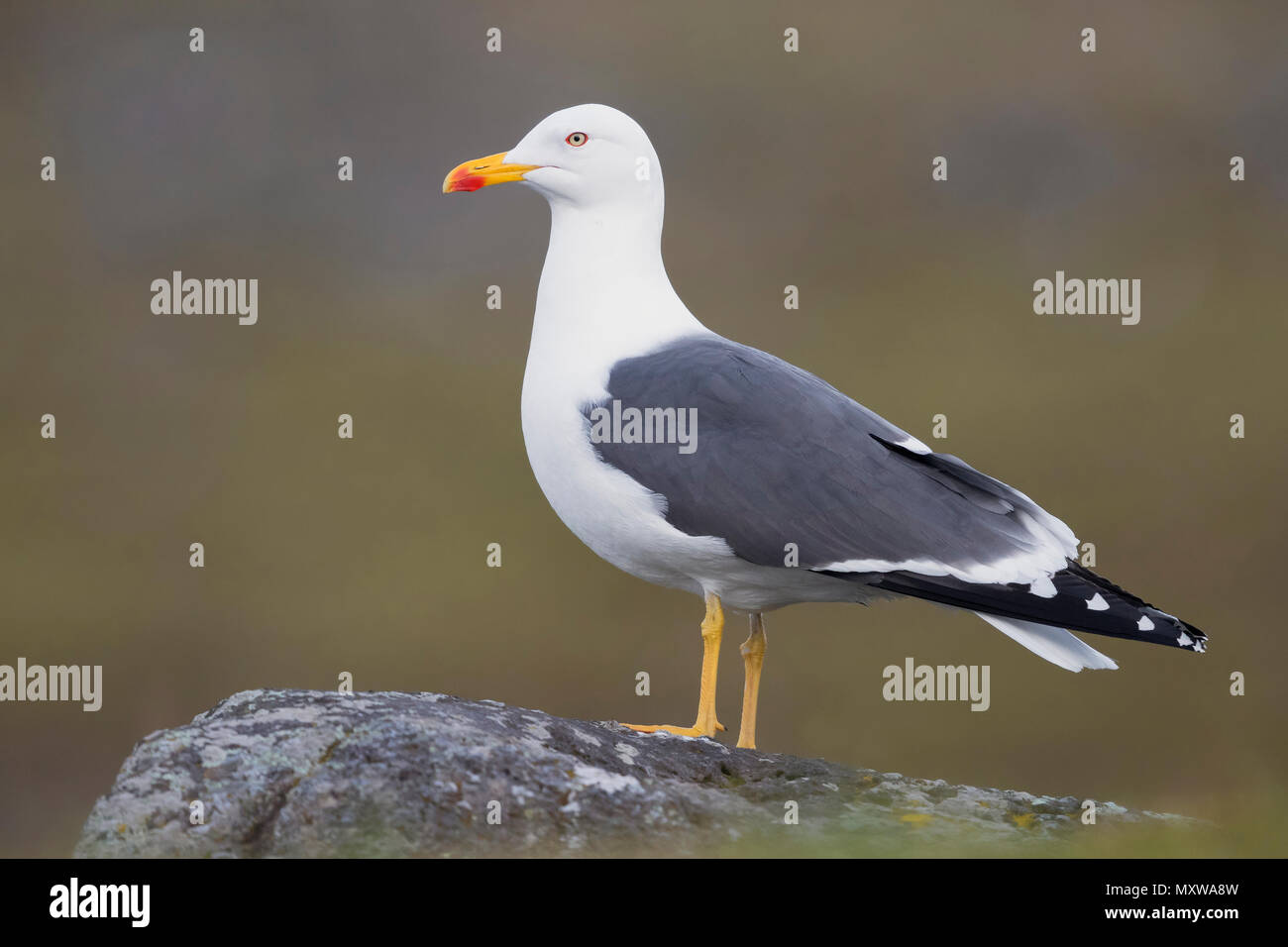 Lesser Black-backed Gull (Larus fuscus graellsii), adult standing on a rock Stock Photo