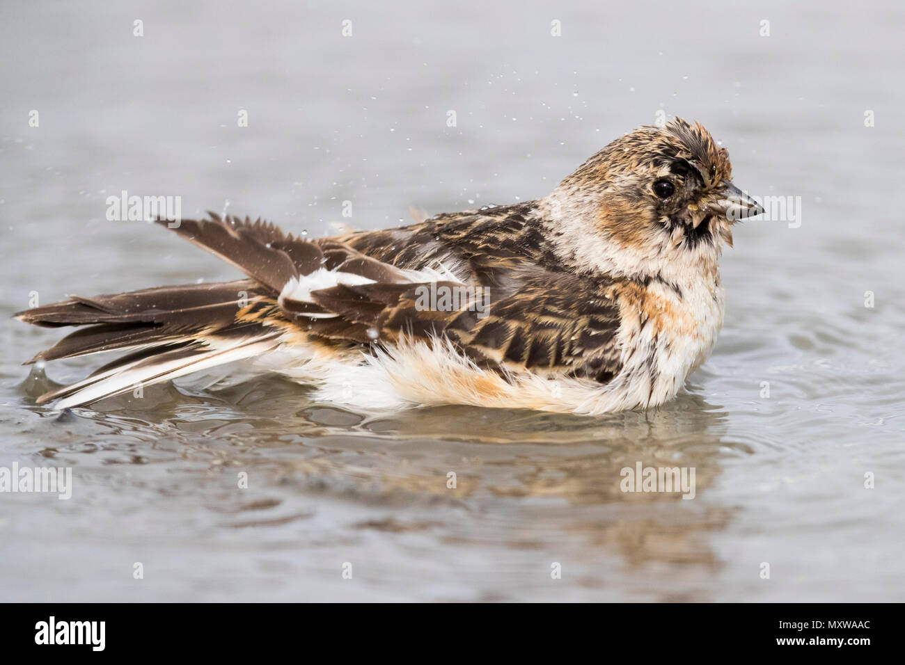 Snow Bunting (Plectrophenax nivalis insulae), lone bird taking a bath Stock Photo