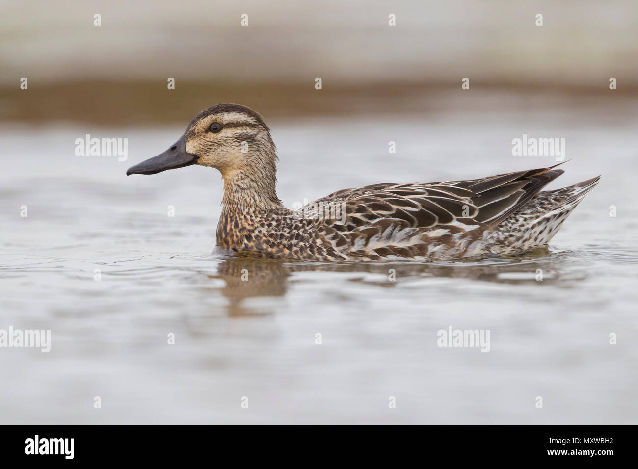 Garganey (Anas querquedula), adult female swimming in a swamp Stock Photo