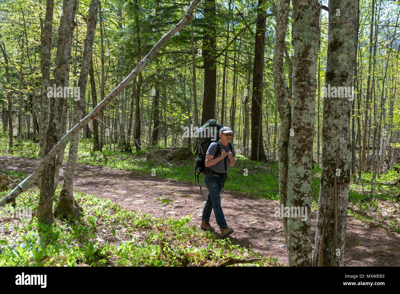 Ontonagon, Michigan - John West, 71, backpacks in Porcupine Mountains Wilderness State Park. Stock Photo
