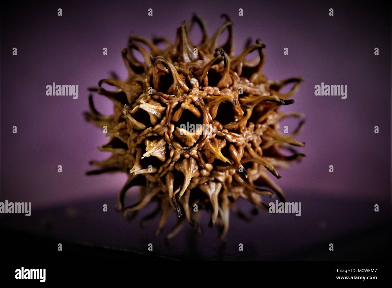 Close up of a seed from a Sweet Gum tree. Stock Photo