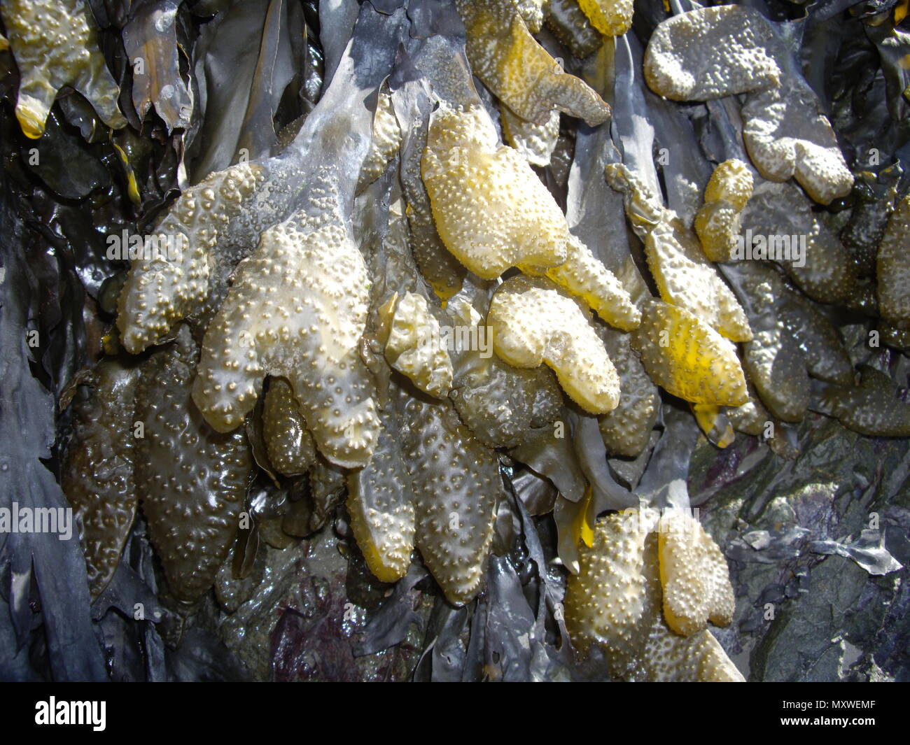 Sea weed washed up along the shore near Anchorage, AK. Stock Photo