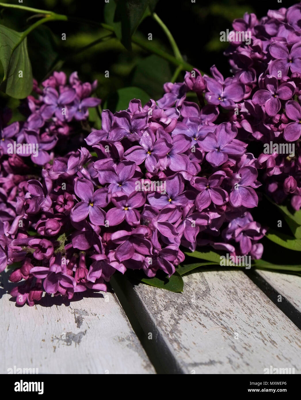 Flowers of june Stock Photo Alamy