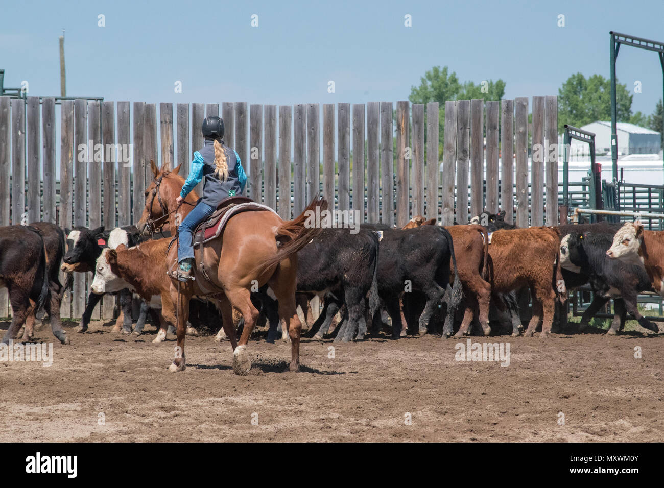 Alberta team penning