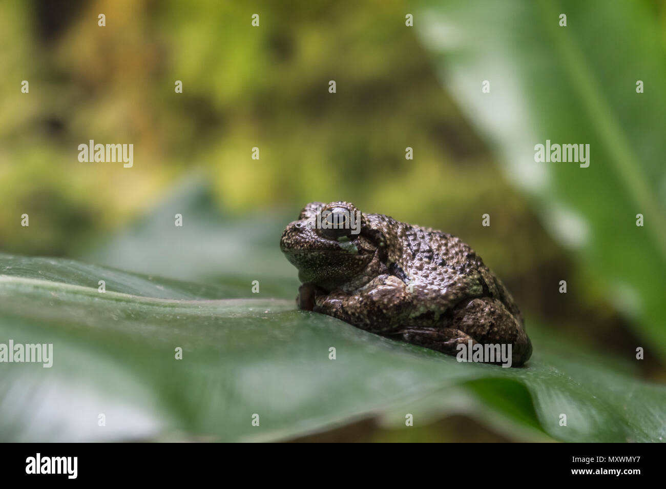 Tiny frog on a green leaf Stock Photo